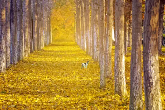 Hotels near Ginkgo Avenue