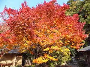 愛媛縣的熱門遊賞秋景好去處