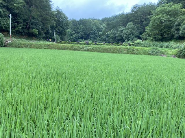 사오산 시