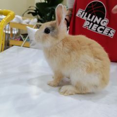 Dakku沖鴨俱樂部張用戶圖片