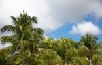 Coconut Grand View Garden