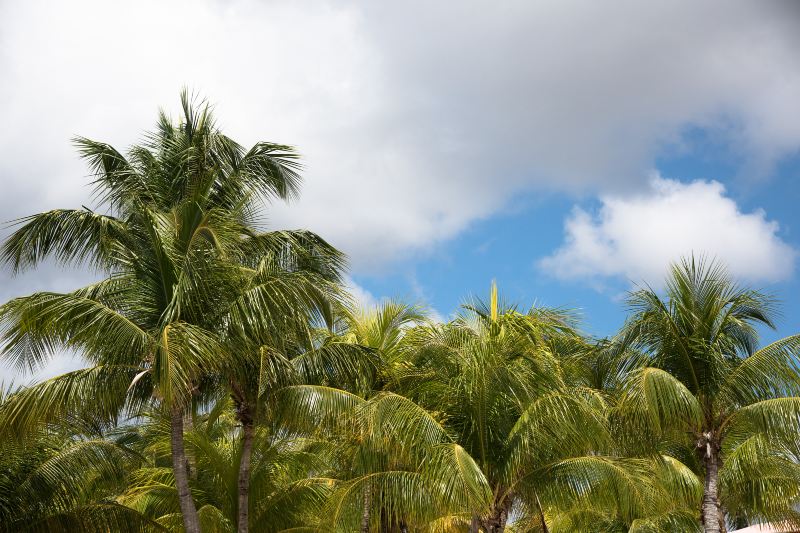 Coconut Grand View Garden