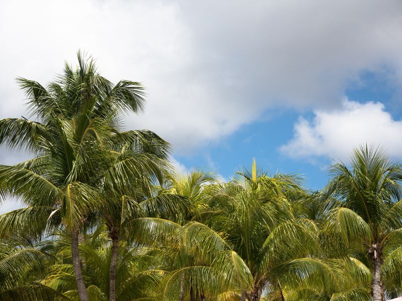 Coconut Grand View Garden