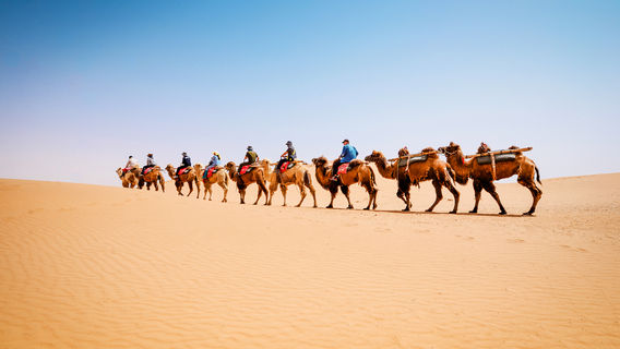 Camel Riding in Zhongwei