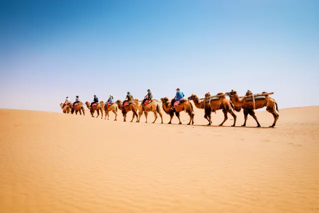 Camel Riding in Zhongwei