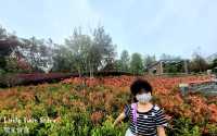 [親子好去處] 日式公園賞火紅杜鵑花+單車公園之櫻花樹下