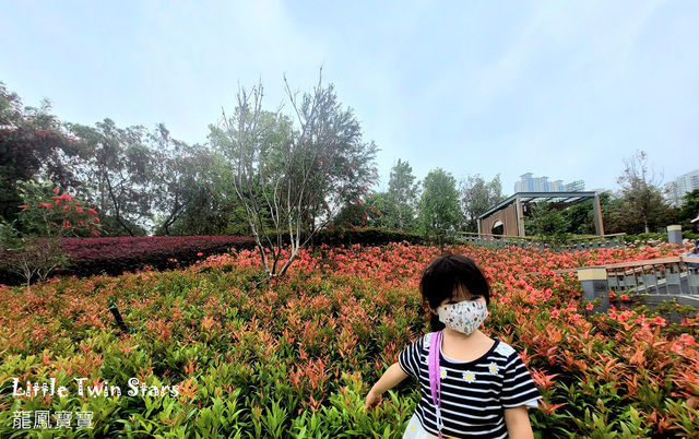 [親子好去處] 日式公園賞火紅杜鵑花+單車公園之櫻花樹下
