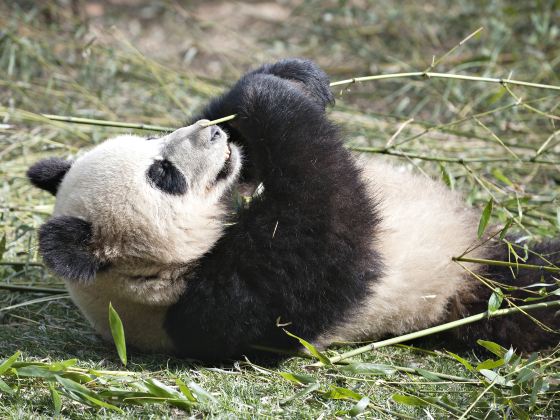 Foping Panda Valley