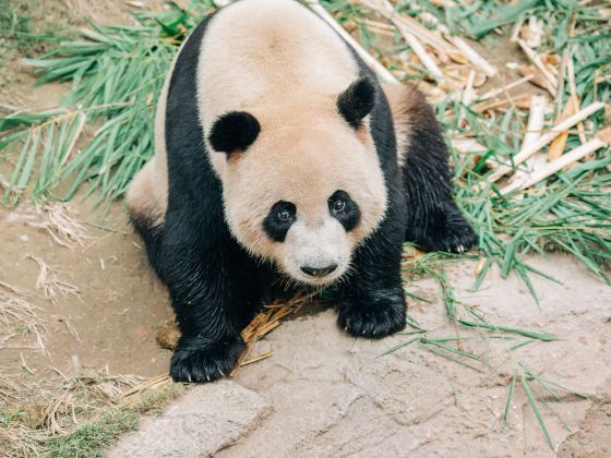 Bifengxia Panda Reserve