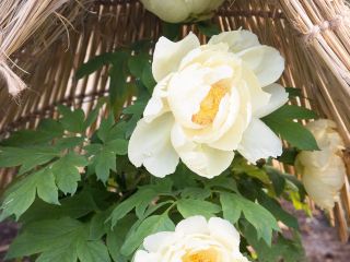 筑波大学附属病院近くの人気ホテル