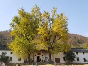 Dalongshan National Forest Park