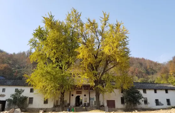 大龍山烏龍溪景區門票成人