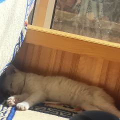 扎尕那原生态餐厅 User Photo