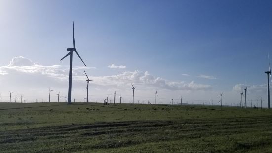 在辉腾锡勒大草原上遍布着风力发电机，形成了一道独特的风景线。