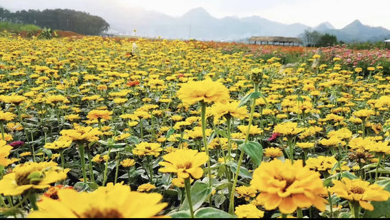Puzhehei Flower Fairy Valley Scenic Area