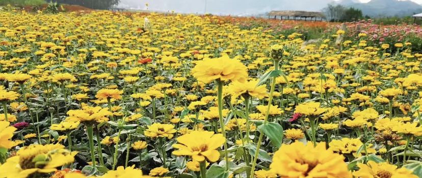 Puzhehei Flower Fairy Valley Scenic Area