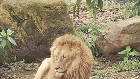 才十元錢，老虎獅子狗熊猴子都有，而且有非常多的孔雀很漂亮