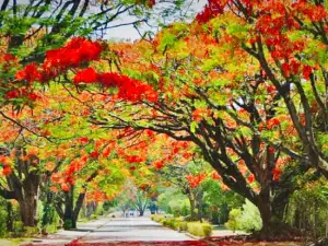 Luanshya