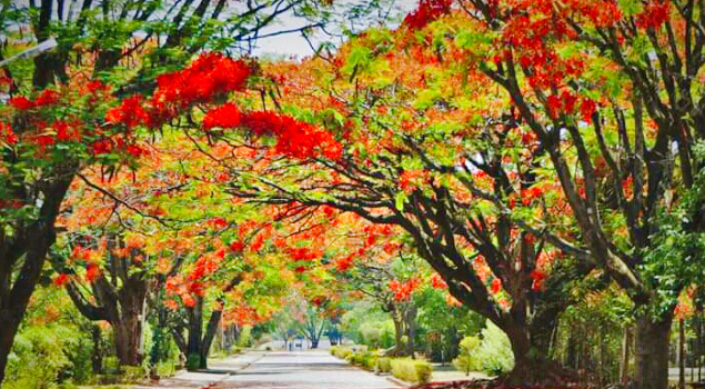 Luanshya