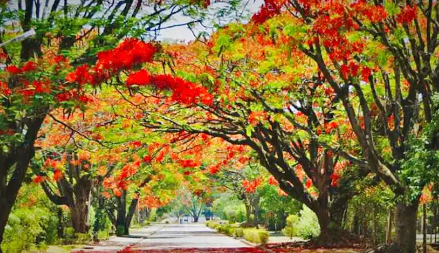 Luanshya