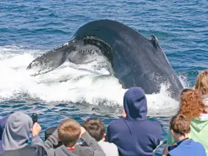 7 Seas Whale Watch