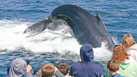 7 Seas Whale Watch