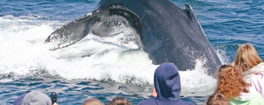 7 Seas Whale Watch