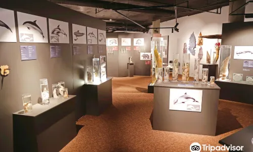 Museo fallologico islandese