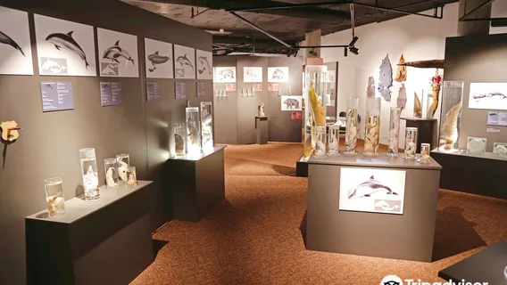 Museo fallologico islandese