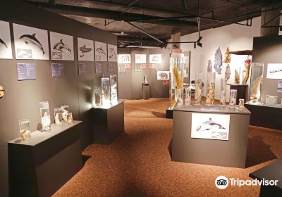 The Icelandic Phallological Museum
