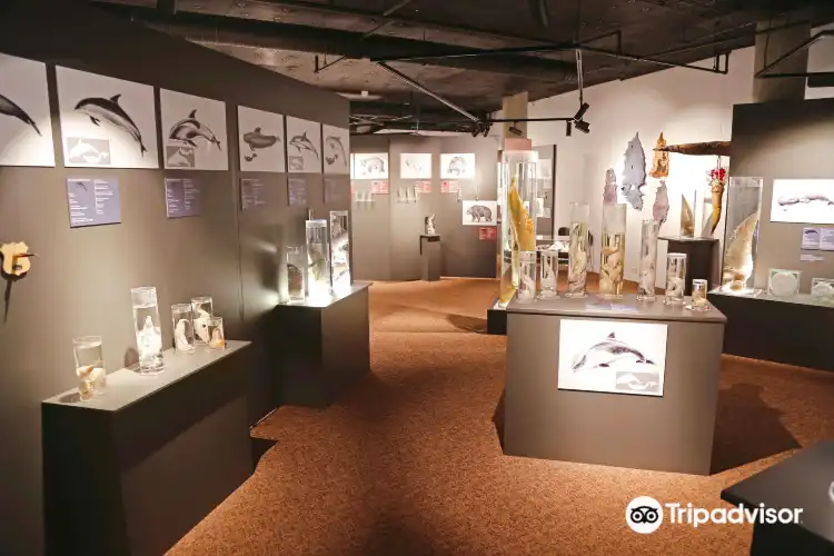 Các khách sạn gần The Icelandic Phallological Museum