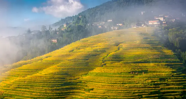 Guizhou Terraced Fields