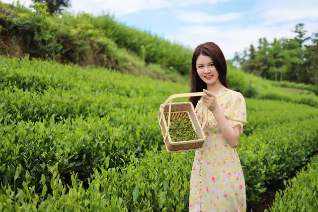 Tea Picking in Shaoxing
