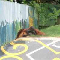 Surabaya's Zoo