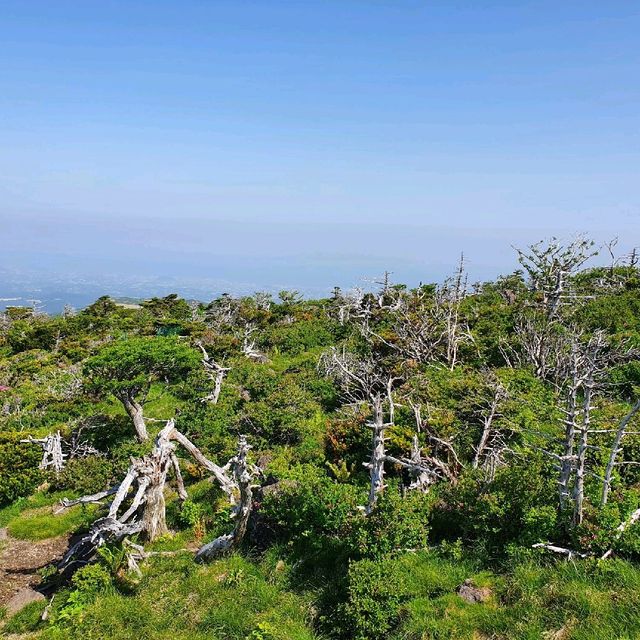 제즈도 한라산 영실코스