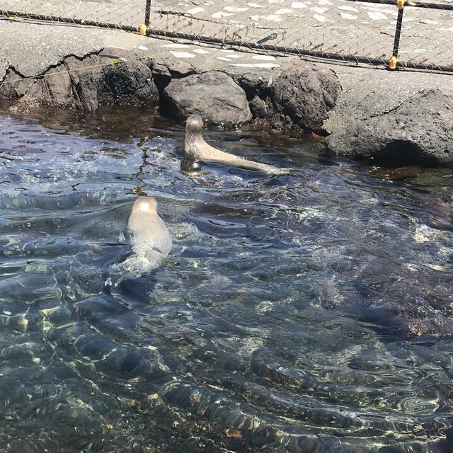 淺談利尻島