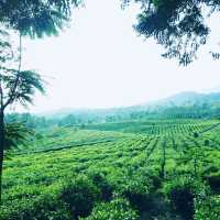 Ciater Tea Garden