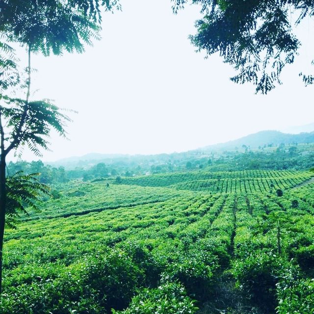 Ciater Tea Garden