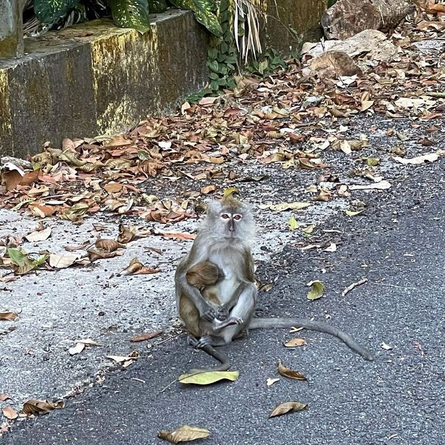 Penang Botanical Gardens