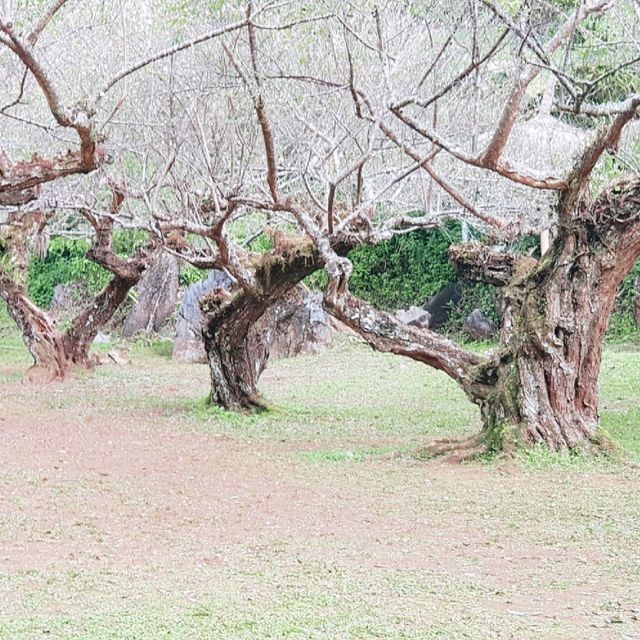 สวนบ๊วยดอยอ่างขาง