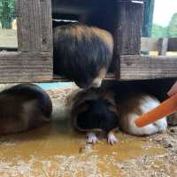 【富士宮】まかいの牧場で動物と遊ぼう