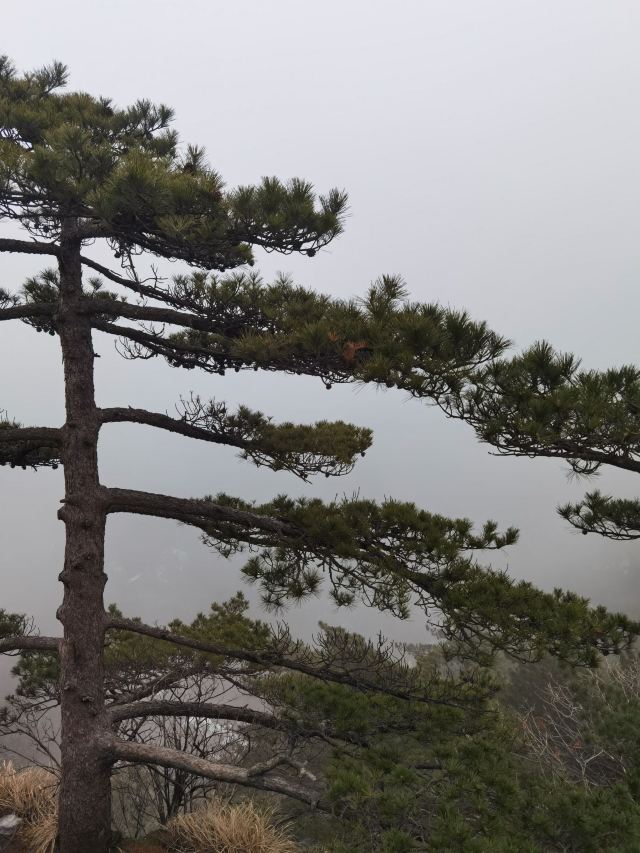 비래석