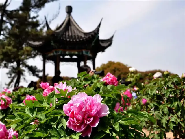 Changshu Peony Viewing