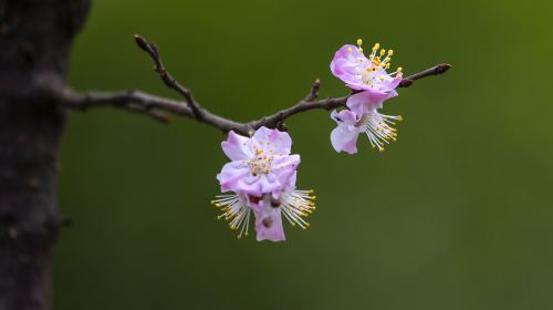 Pangu Village Natural Park