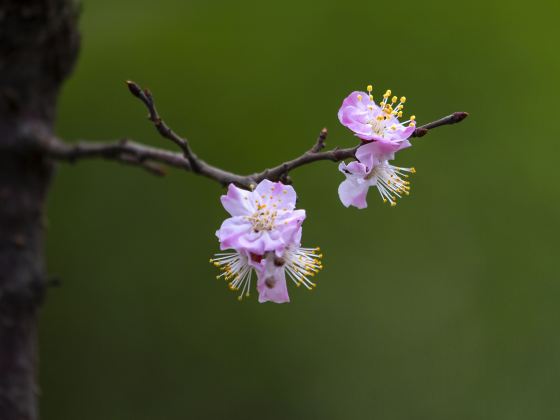 盤古村自然公園