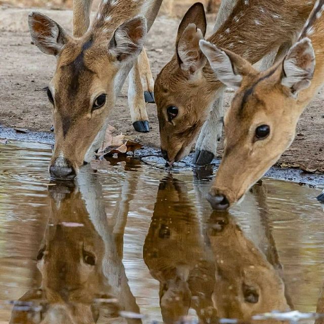 Majestic Creatures