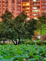 Yangtao Park Lotus Pond