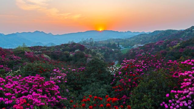 貴州百里杜鵑風景區一日遊【杜鵑王國&地球彩帶&養身福地賞】