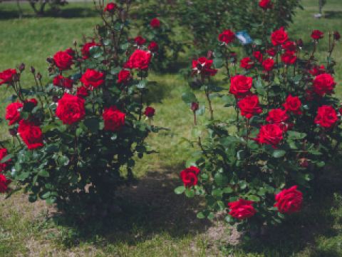 從大阪直飛福岡航班