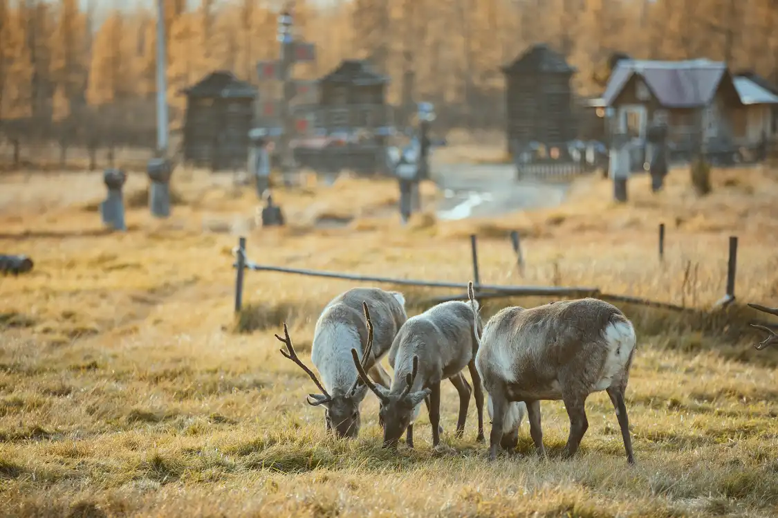 Các khách sạn gần Reindeer Park